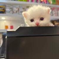 واگذاری گربه بریتیش