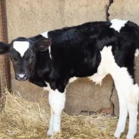 گاو و گوساله نرو ماده