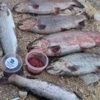 خمیر قزل آلا