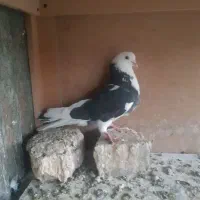 تهرونی پرس دار