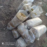 ذرت برا فروش|حیوانات مزرعه|سنگدوین, |دیوار