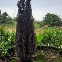 سرو آبی خشک|گل و گیاه طبیعی|سلمان‌شهر, |دیوار