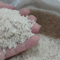 برنج سوزنی /اعلا/سوزنی/طارم/برنج فجر