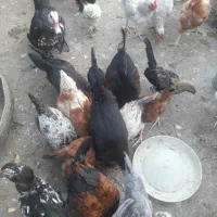 جوجه ومرغ وخروس محلی