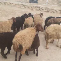 میش وبره|حیوانات مزرعه|اراک, |دیوار