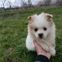 توله چهار ماهه