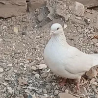 کبوتر|پرنده|سیرجان, |دیوار