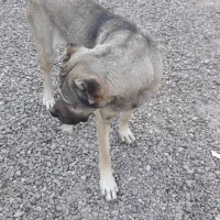 ماده سرابی|سگ|قزوین, |دیوار