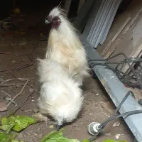 مرغ و خروس ابریشمی|حیوانات مزرعه|رشت, معلولین|دیوار