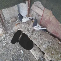 نروماده سینه ایی به فروش می‌رسد