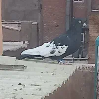 کفتر رنگی|پرنده|تهران, مسعودیه|دیوار