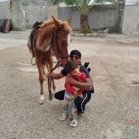 اسب|اسب و تجهیزات اسب‌سواری|امیدیه, |دیوار