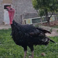 بوقلمون محلی