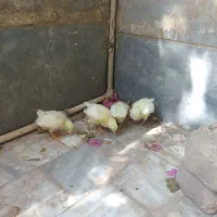 جوجه تخم گذار8روزه8تا
