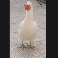 مرغ|حیوانات مزرعه|لنجان, |دیوار