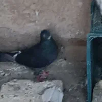 کفتر زاغ تهرانی پرشی