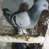 کبوتر ترکیه