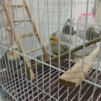 یه سری لوازم منزل به فروش می رسد باقیمت مناسب|حراج|طاهرگوراب, |دیوار