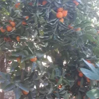 خرمالو درشت و آبدار ژاپنی|خوردنی و آشامیدنی|بافت, |دیوار