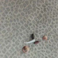 یک جفت مهره اصلی برکت محبت