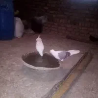 یک جفت نرو ماده