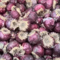 سنبل و لاله شب عیدت|گل و گیاه طبیعی|رشت, گلزاران|دیوار