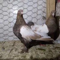 کفتر سینه ای