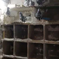 کاکلی قدیم|پرنده|گتوند, |دیوار