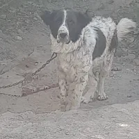 توله لاس یک سال نیمه|سگ|زنده رود, |دیوار