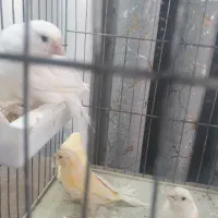 قناری ماده  جوجه امسال آماده|پرنده|ری, شهادت|دیوار