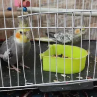 یک جفت عروس هلندی نر ماده  صحبتی