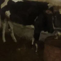 گاو|حیوانات مزرعه|کوهرنگ, |دیوار