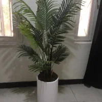 درختچه چرم وارداتی