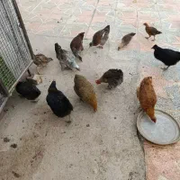 مرغ و جوجه بومی