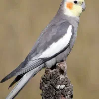عروس هلندی گمشده پیدا کردم