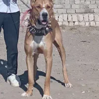 واگذاری چندقلاده سگ و خواستارسگ|سگ|سبزوار, پاسداران|دیوار