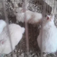 بچه خرگوش دونه ۲۵۰