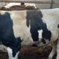 جوانه چاق فروشی