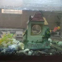 آکواریم با لوازم شیشه خم|ماهی|کاشان, قطب راوندی|دیوار