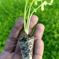 نِشآ کاهو کرفس کلم و...سفارش انواع نِشا|خدمات باغبانی و درختکاری|دزفول, |دیوار