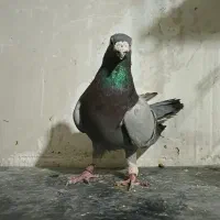 سبز پولک|پرنده|مشهد, کوشش|دیوار