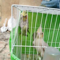 عروس هلندی|پرنده|مشهد, یاس|دیوار