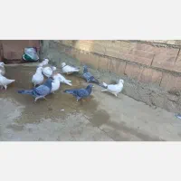 کبوتر دو رگه