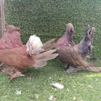 دم چتری آمریکایی|پرنده|ابریشم, |دیوار