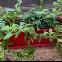 گل طبیعی|گل و گیاه طبیعی|هرسین, |دیوار