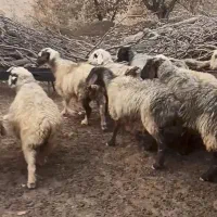 میش آبستن سنگین