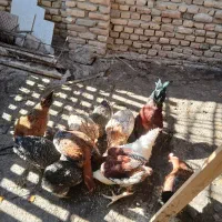 فروش مرغ و خروس
