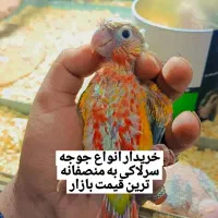 جوجه گرینچیک ملنگو کاسکو راهب شاه طوطی خورشیدی