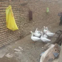 ۴عدد غاز ۴ عدد قوغاز جمعا ۸عدد