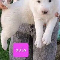 توله آلابای نر ماده|سگ|تهران, تهرانپارس شرقی|دیوار